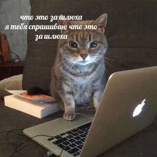 😇 Стикер «кис кис я котик ты котик» для Telegram