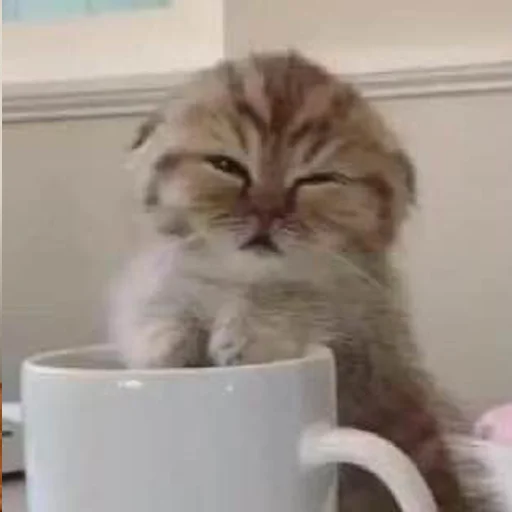 ☕️ Стикер «кис кис я котик ты котик» для Telegram