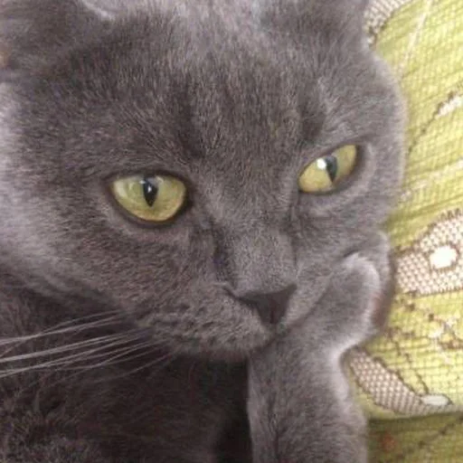 🐜 Стикер «кис кис я котик ты котик» для Telegram