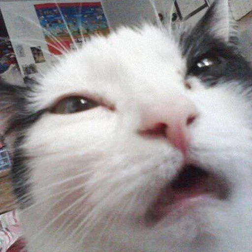 😫 Стикер «кис кис я котик ты котик» для Telegram