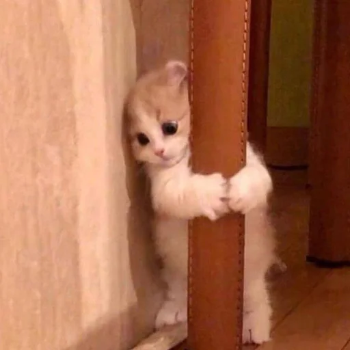😄 Стикер «кис кис я котик ты котик» для Telegram