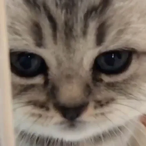 😞 Стикер «кис кис я котик ты котик» для Telegram