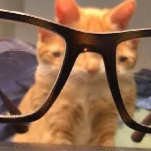 🥸 Стикер «кис кис я котик ты котик» для Telegram
