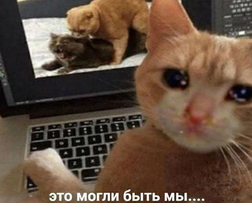 😔 Стикер «кис кис я котик ты котик» для Telegram