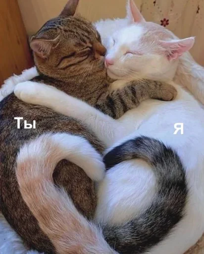 🥺 Стикер «кис кис я котик ты котик» для Telegram