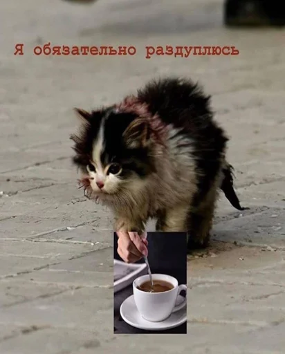 ☕️ Стикер «кис кис я котик ты котик» для Telegram
