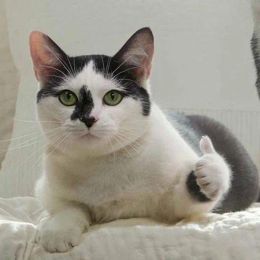 👍 Стикер «кис кис я котик ты котик» для Telegram