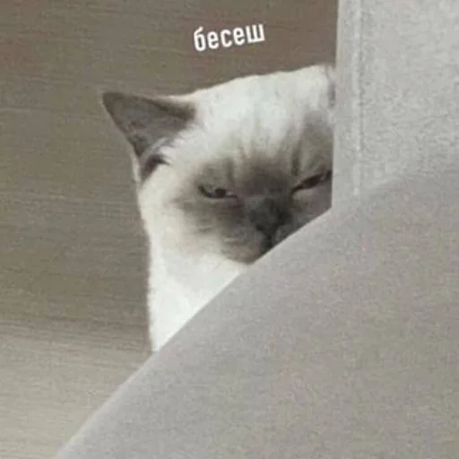 🔪 Стикер «кис кис я котик ты котик» для Telegram