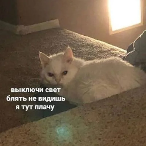 😭 Стикер «кис кис я котик ты котик» для Telegram