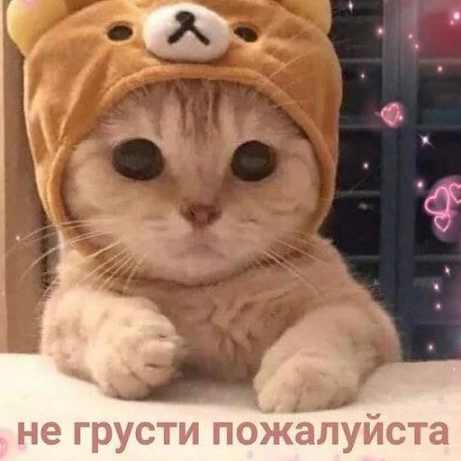 🥺 Стикер «кис кис я котик ты котик» для Telegram