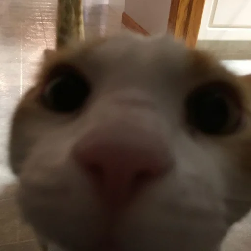 🤨 Стикер «кис кис я котик ты котик» для Telegram