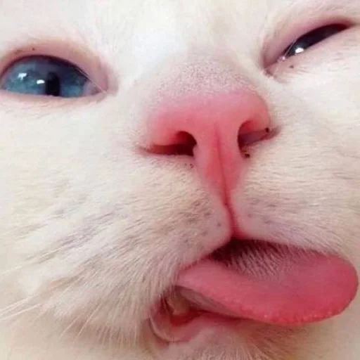 😋 Стикер «кис кис я котик ты котик» для Telegram