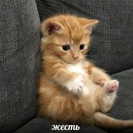 🪦 Стикер «кис кис я котик ты котик» для Telegram