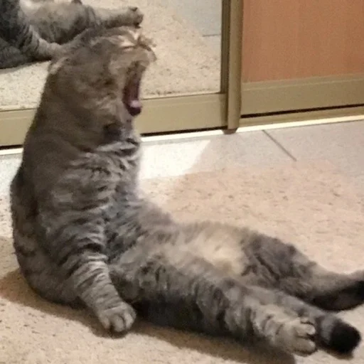 😡 Стикер «кис кис я котик ты котик» для Telegram