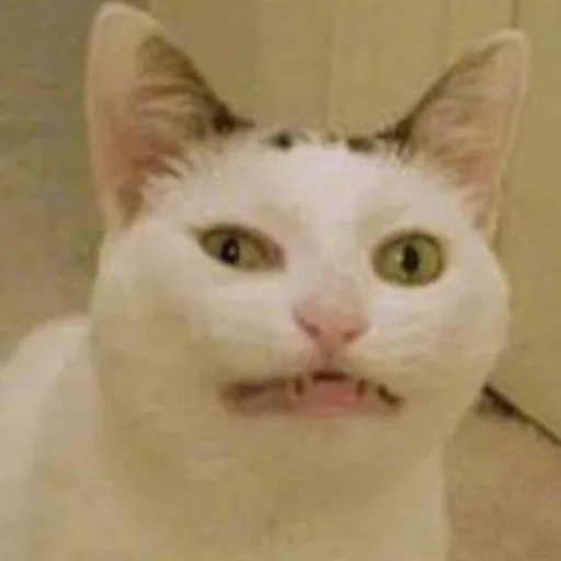 😫 Стикер «кис кис я котик ты котик» для Telegram