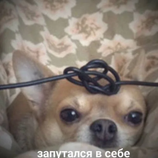 🤯 Стикер «кис кис я котик ты котик» для Telegram