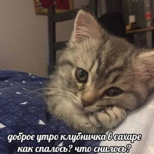 🥺 Стикер «кис кис я котик ты котик» для Telegram