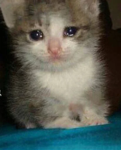 🥺 Стикер «кис кис я котик ты котик» для Telegram