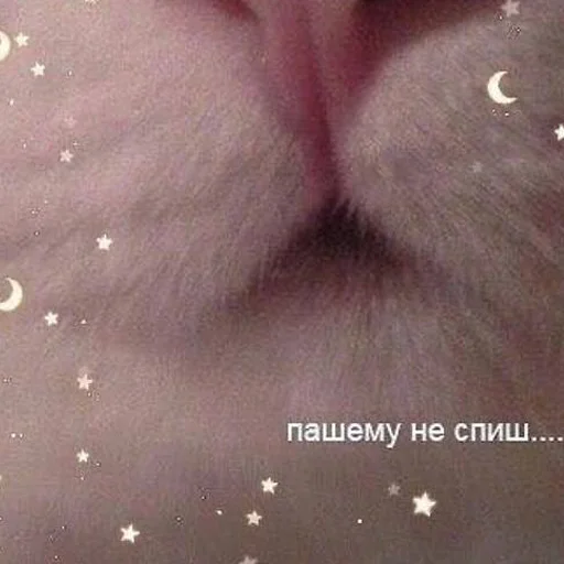 😡 Стикер «кис кис я котик ты котик» для Telegram