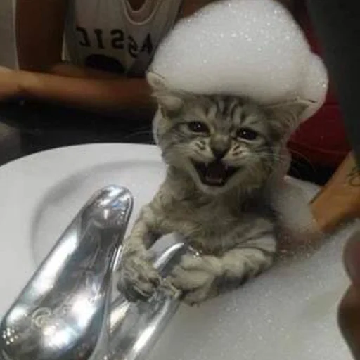 🛁 Стикер «кис кис я котик ты котик» для Telegram