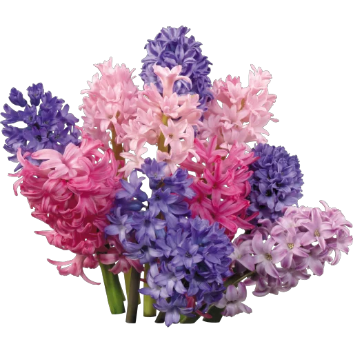 💐 Стикер «congratulations» для Telegram