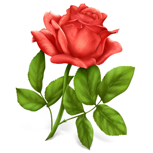 🌹 Стикер «congratulations» для Telegram