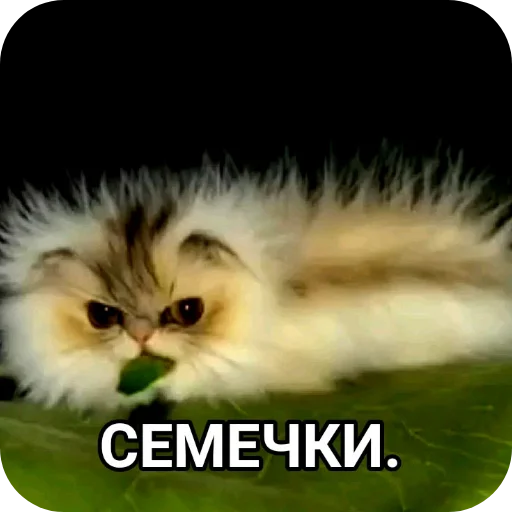 🐱 Стикер «Слава семочному союзу» для Telegram