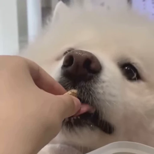 🤍 Стикер «Samoyed» для Telegram