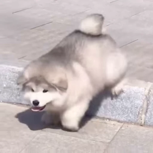 🤍 Стикер «Samoyed» для Telegram
