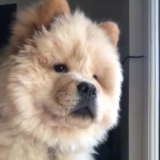 🤍 Стикер «Samoyed» для Telegram