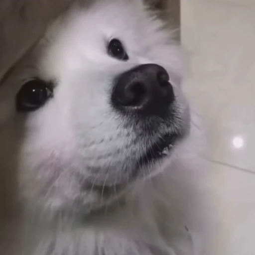🤍 Стикер «Samoyed» для Telegram
