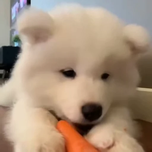 🤍 Стикер «Samoyed» для Telegram