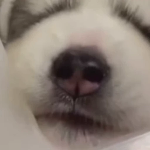 🤍 Стикер «Samoyed» для Telegram