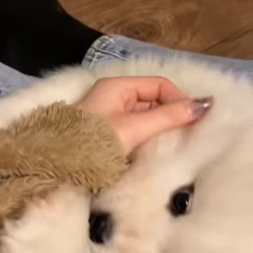 Стикерпак Samoyed для Telegram