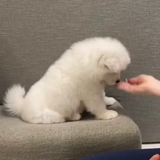 🤍 Стикер «Samoyed» для Telegram