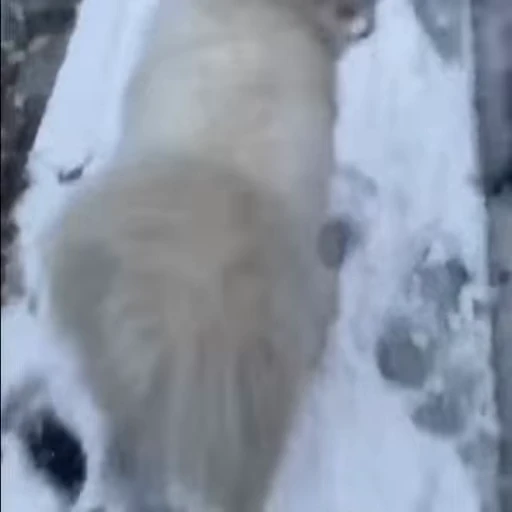 🤍 Стикер «Samoyed» для Telegram