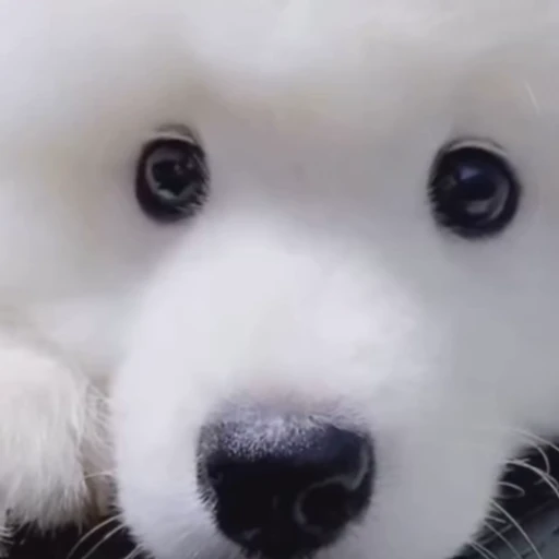 🤍 Стикер «Samoyed» для Telegram