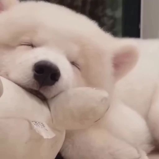 🤍 Стикер «Samoyed» для Telegram