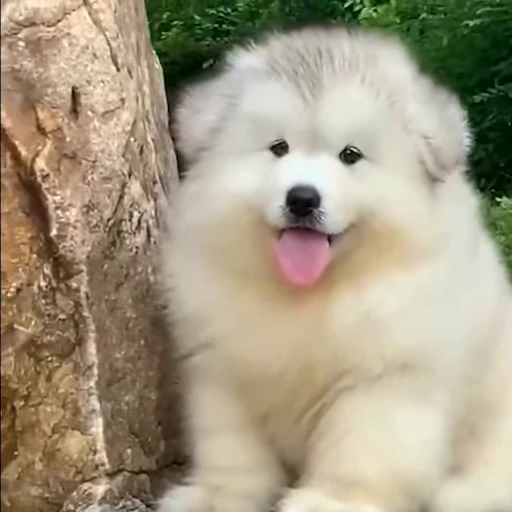 🤍 Стикер «Samoyed» для Telegram