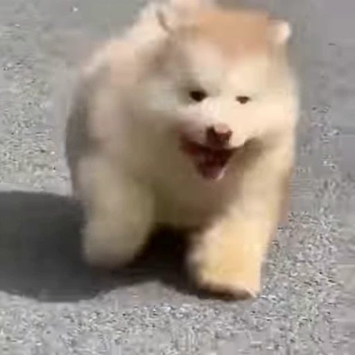 🤍 Стикер «Samoyed» для Telegram
