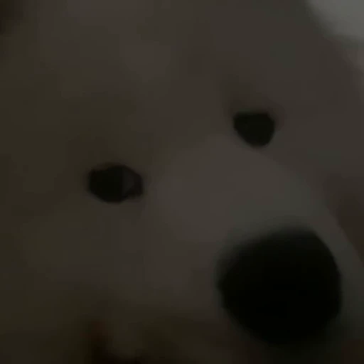 🤍 Стикер «Samoyed» для Telegram