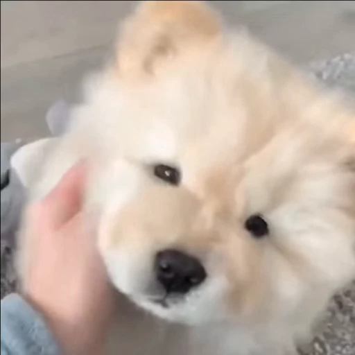 🤍 Стикер «Samoyed» для Telegram