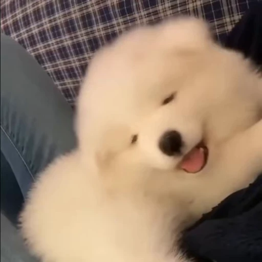 🤍 Стикер «Samoyed» для Telegram