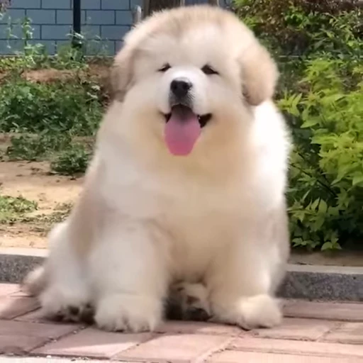 🤍 Стикер «Samoyed» для Telegram