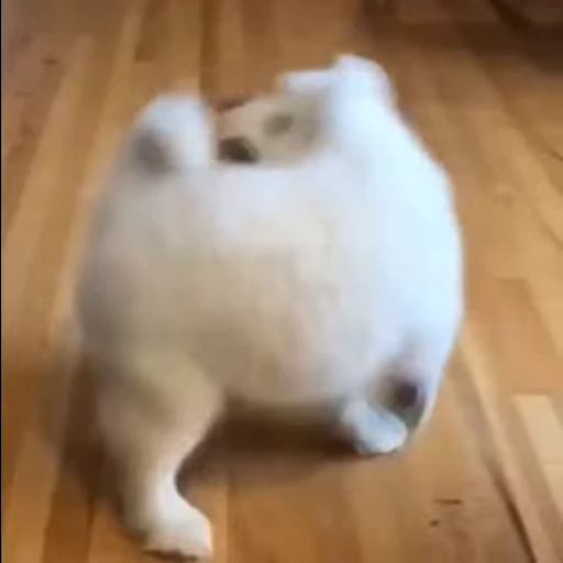 🤍 Стикер «Samoyed» для Telegram