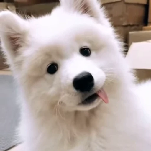 🤍 Стикер «Samoyed» для Telegram