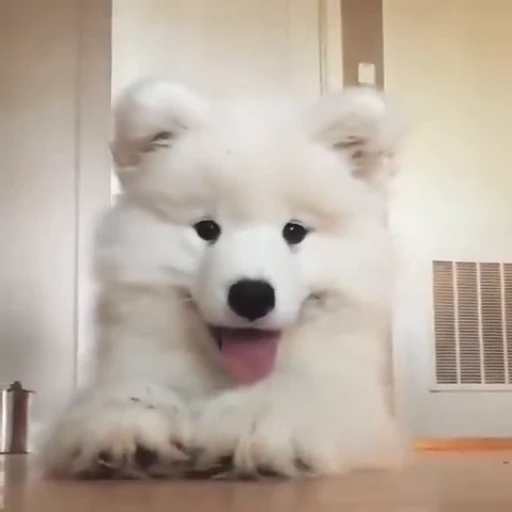 🤍 Стикер «Samoyed» для Telegram