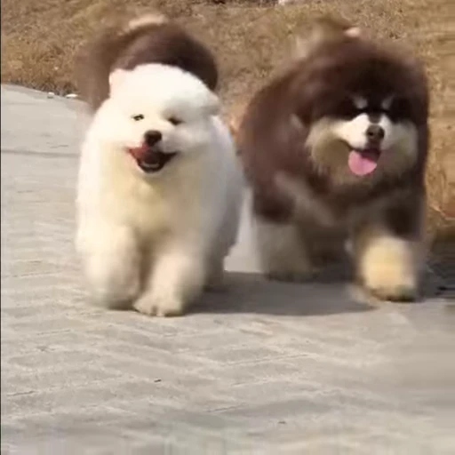 🤍 Стикер «Samoyed» для Telegram
