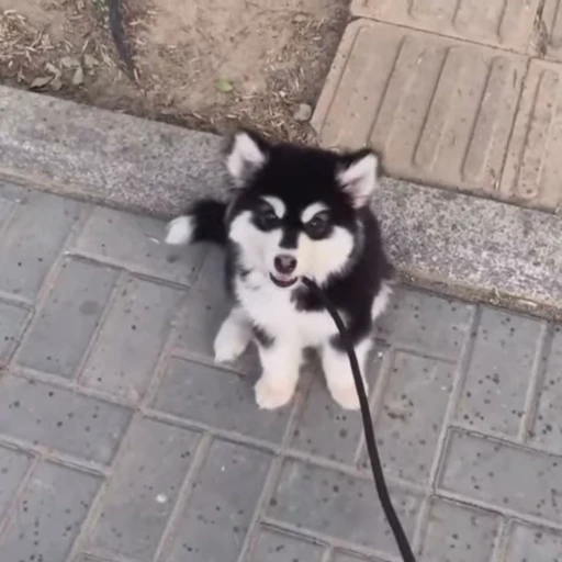 🤍 Стикер «Samoyed» для Telegram
