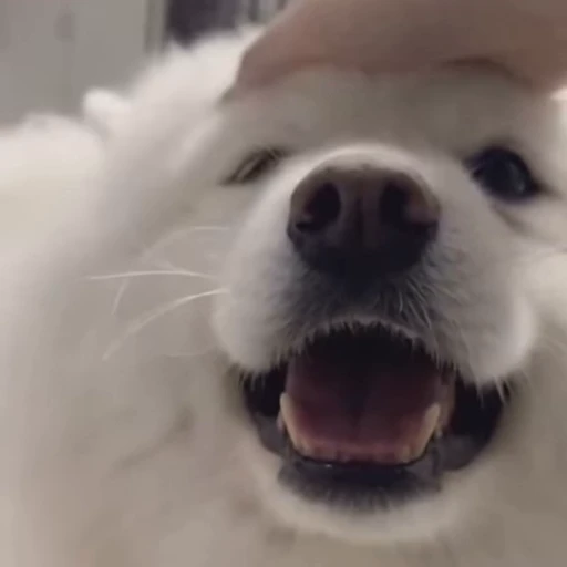 🤍 Стикер «Samoyed» для Telegram